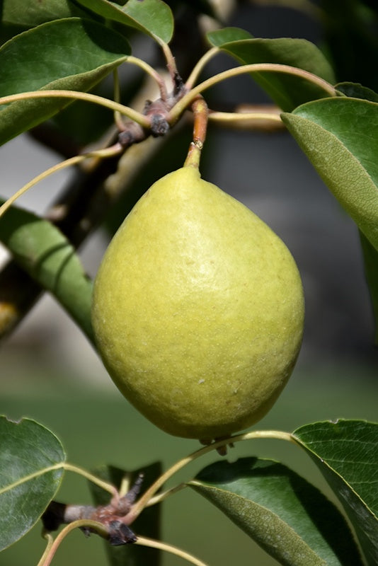 Pear - Early Gold #5