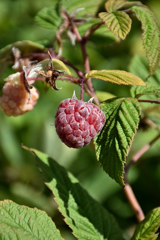 Royalty Raspberry #1