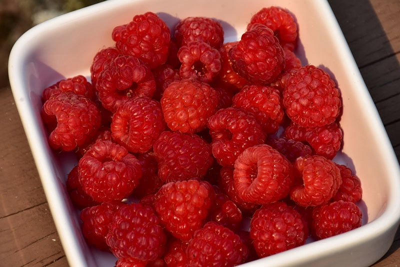 Red Bounty Raspberry #1