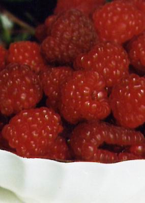 Red River Raspberry