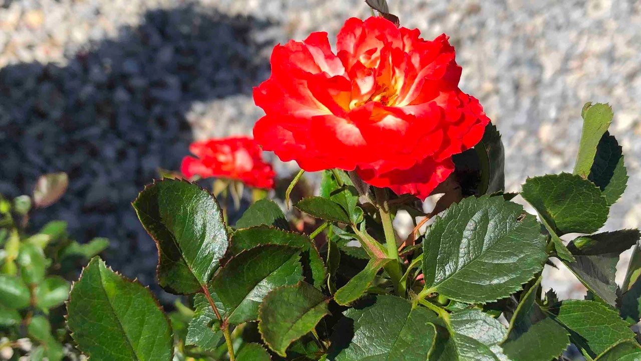 Rose Always Together #1