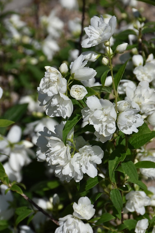 Snow Dwarf Mockorange #2