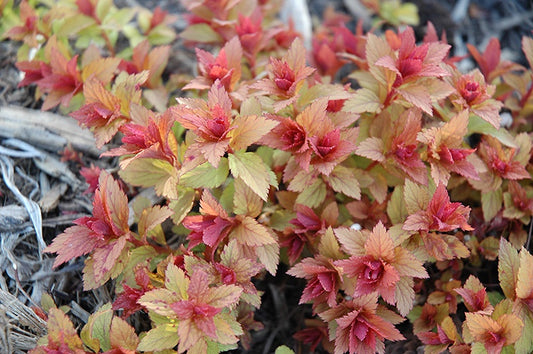 Spirea Magic Carpet #2