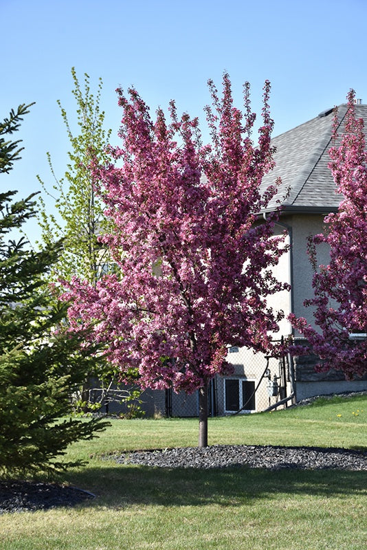 Thunderchild Crabapple #7