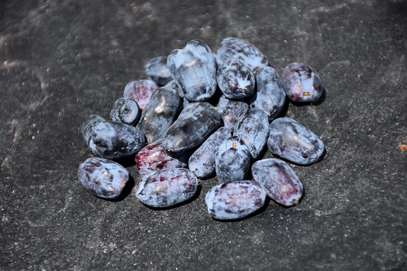 Tundra Honeyberry #1