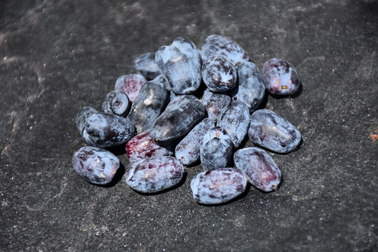 Tundra Honeyberry #1