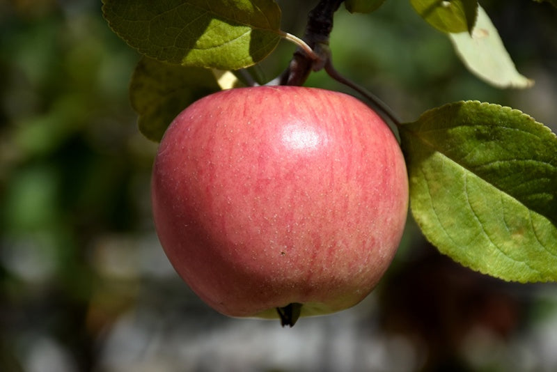 Apple - Prairie Magic #5