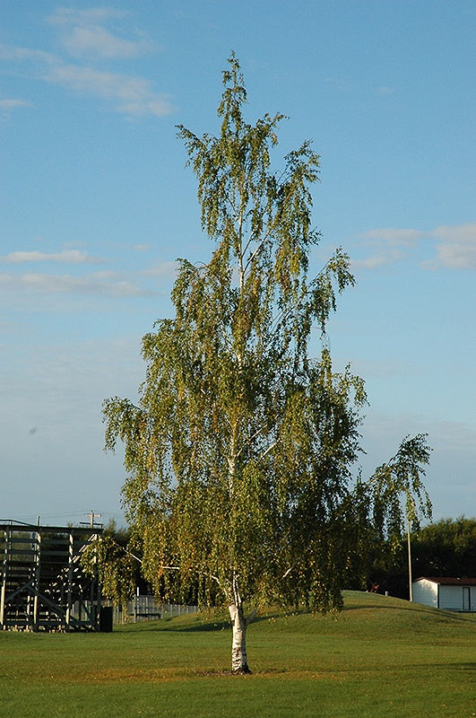 Birch -  Cutleaf Weeping  5 Gal