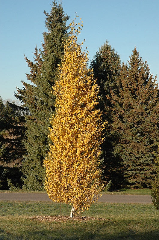 Birch Dakota Pinnacle #2