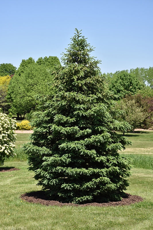 Black Hills Spruce #2 (JN)