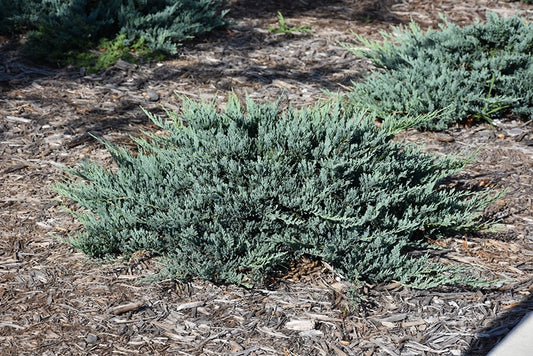 Juniper - Blue Chip #2