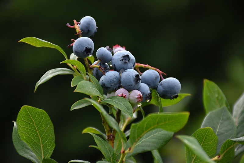 Blueberry - Northland #1