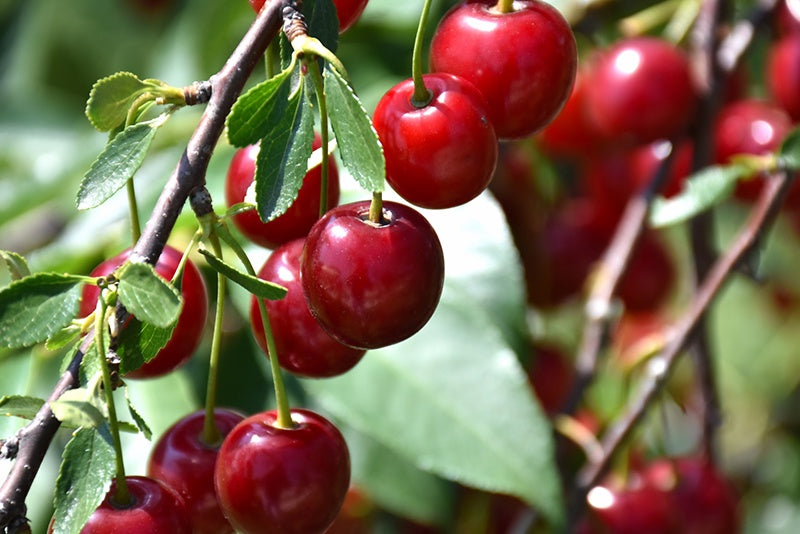 Cherry  - Romeo #1