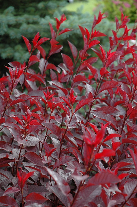 Cistena Cherry #2