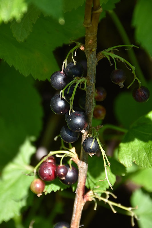 Currant - Ben Sarek Black #2