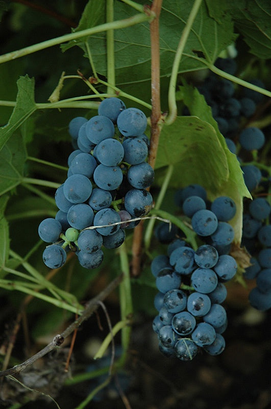 Grape Valiant #1