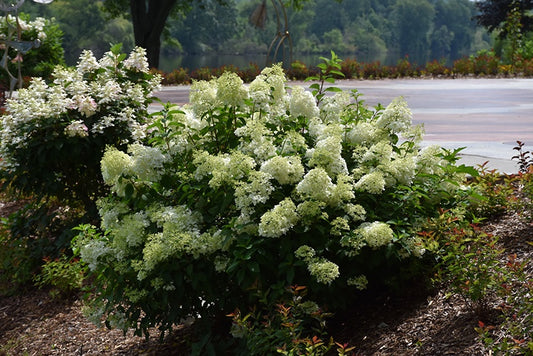 Hydrangea - Little Lime®  #2