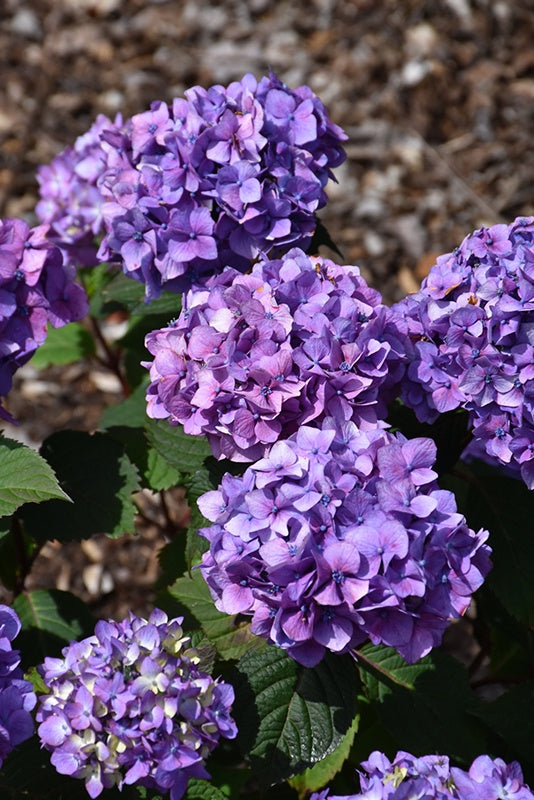 Hydrangea - Bloomstruck® #2