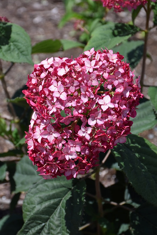 Hydrangea - Invincibelle Ruby #2