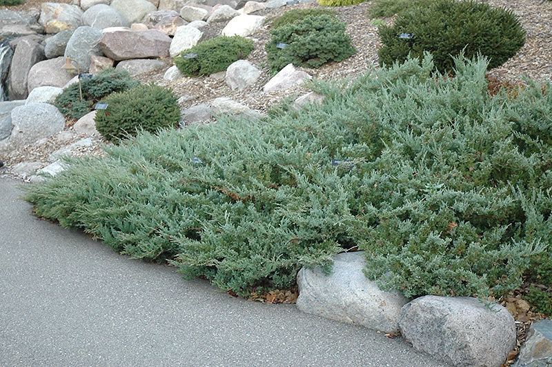 Juniper - Hughes #2