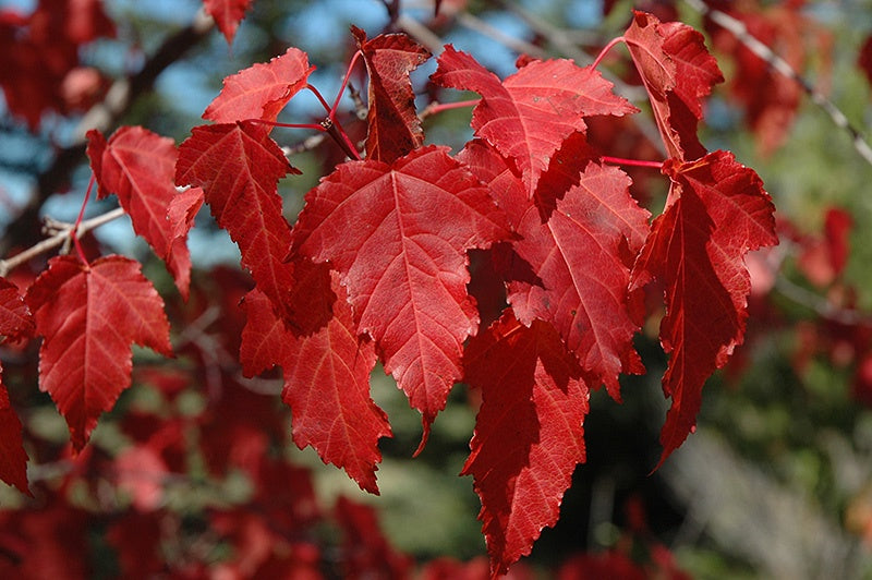 Maple -  Amur #2