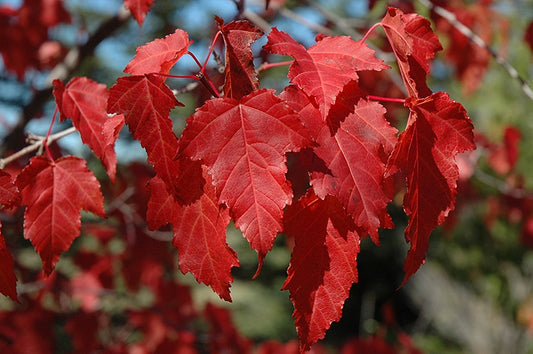 Maple - Amur #2