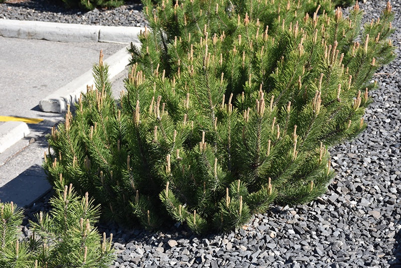 Pine - Dwarf Mugo #2