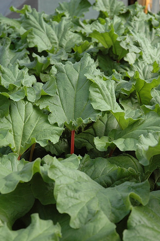 Rhubarb - Canada Red #2