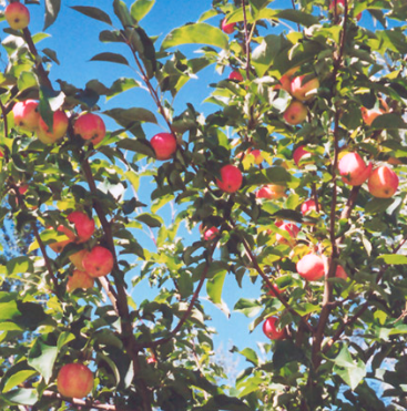 Apple - September Ruby #5