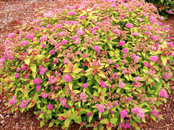 Spirea RainBow Fizz #2