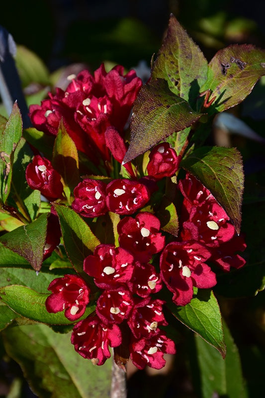 Weigela Maroon Swoon® #2