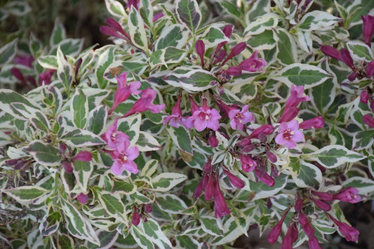 Weigela - MyMonet #2